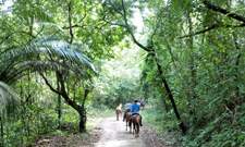 Brazil-Rio/Sao Paulo-Darwin's Rainforest Trail